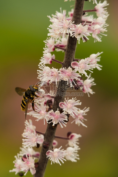黄色的苏菲达家族胡佛苍蝇在花干上昆虫收集图片