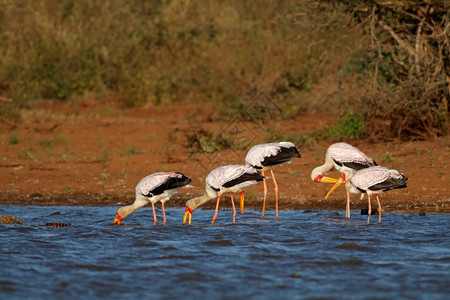 南部浅的黄嘴非克鲁格公园浅水中栖息地生物ibis南非克鲁格公园图片
