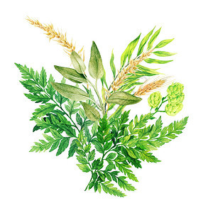 夏天蕨类草林水彩色花束羽毛和耳朵手画水彩图装饰图片