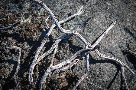 切碎的俄罗斯地面干枯树枝和苔的深暗自然底色地表粗糙的图片