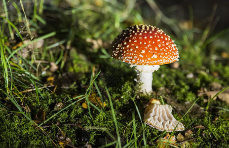 自然生物鹅膏菌AmanitaMuscaria红蘑菇有白色斑点和绿森林背景图片