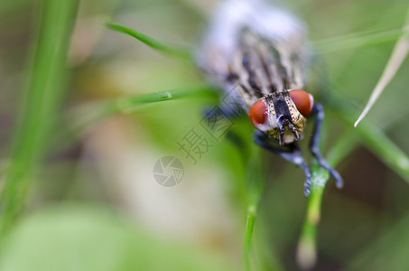 哼草细节一只红眼苍蝇的头一只红眼苍蝇的头一个家庭在牛奶中游泳后从Muscidae家族飞来的用苍蝇图片