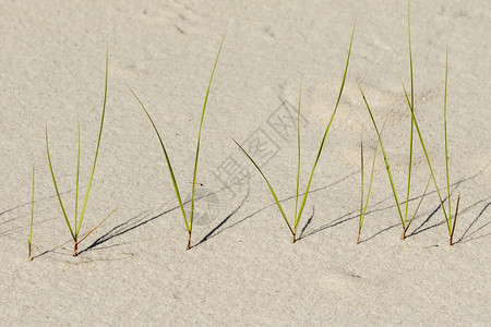 海景大西洋桑迪滩景象沙自然图片