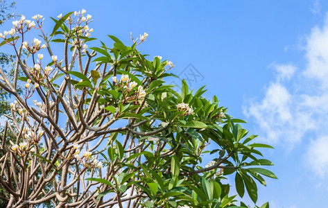 开花盛蓝色天空的白花朵素馨图片