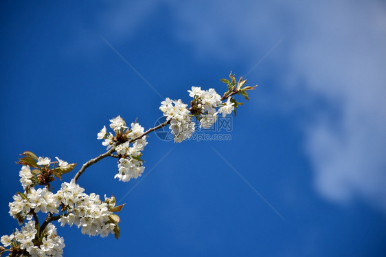 蓝色的天空下白樱花朵丽着美的白樱花树自然的图片