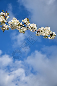 蓝天白樱花枝新鲜的色花瓣图片