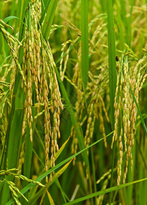 稻田特写绿色植物收成图片