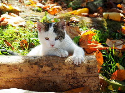 输出地面花园里的小可爱猫公婆哺乳动物图片