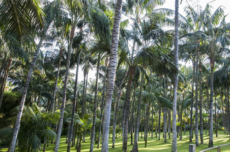 植物在绿色的园圃里有大椰枣树一种气候图片