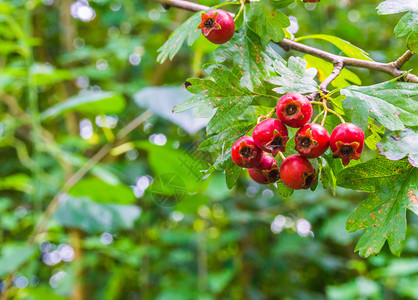 放大红色的成熟在一个分支宏上的群充满活力红莓图片