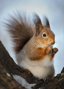 冬天的松鼠在树叉上一种啮齿动物可爱的图片