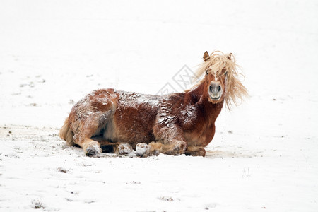 雪中的马图片