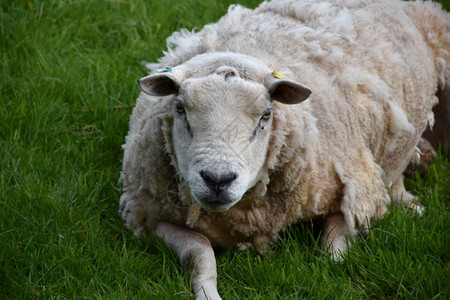 躺在农田上的甜美宽敞羊毛绵放牧自然外部图片