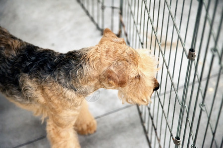 犬类庇护所小狗笼子里的棕色Terrier水平图像图片