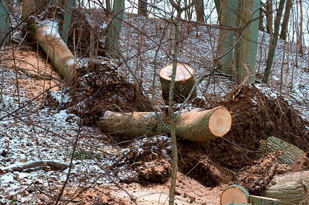 木头制的俄罗斯砍伐树木森林的树桩干木图片