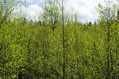 春时在树林中的背景图像上面有新鲜绿色树叶和白云蓝天空色的景观植物图片