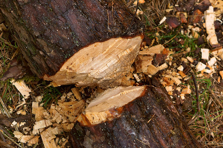 砍伐的树木森林的树桩干桩圆圈有机木制图片