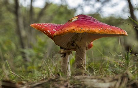 山间的蘑菇红色森林高清图片
