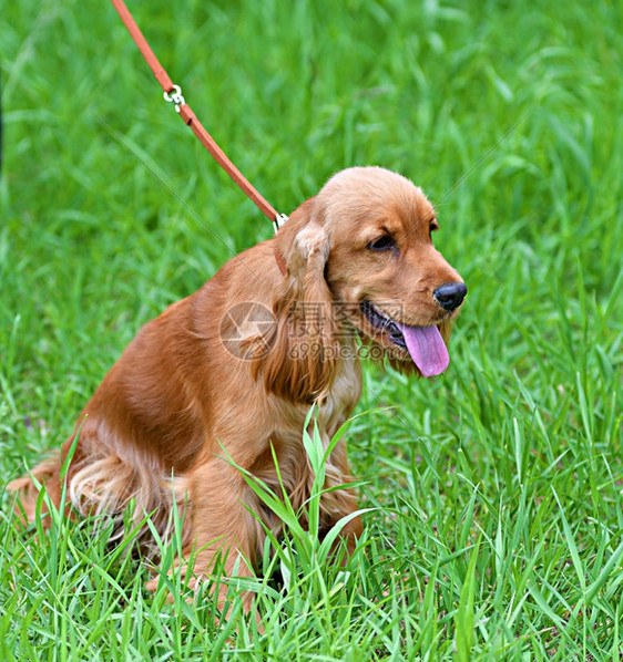 犬类狗种英语CockerSpaniel一种狩猎狗的品在夏季日散步可亲走图片