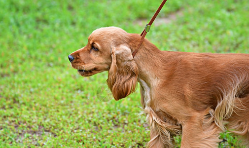 猎人宠物狗种英语CockerSpaniel一种狩猎狗的品在夏季日散步美丽的图片