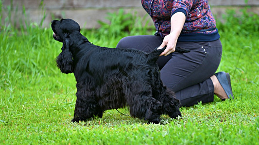 动物狗种英语CockerSpaniel一种狩猎狗的品在夏季日散步自然哺乳动物图片