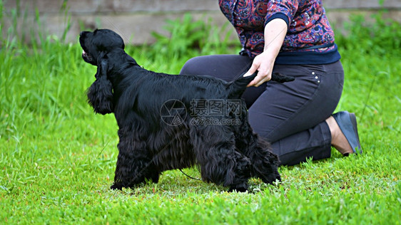 动物狗种英语CockerSpaniel一种狩猎狗的品在夏季日散步自然哺乳动物图片