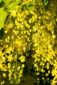 自然泰国金花或卡西亚阴道瘘拉特恰普赫鲁克花泰朵和淋浴瘘管图片