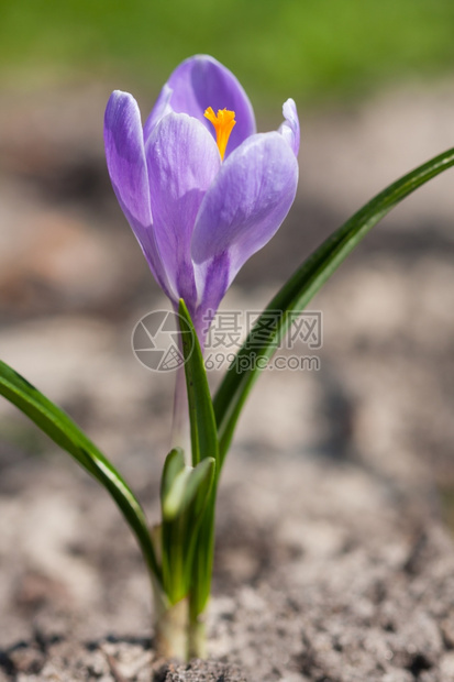 阳光花的美丽紫罗兰春秋花季节图片