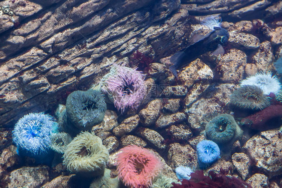 自然有色海在水族馆内装有珊瑚礁饰的水下彩色阿内蒙图片