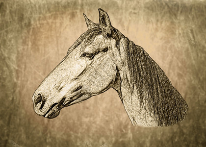 独特黑与白充满活力背景上的SepiaToined马肖像图片