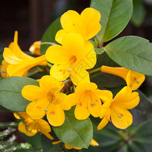 一束黄色的花小蕊和一束颜色雏菊绿图片