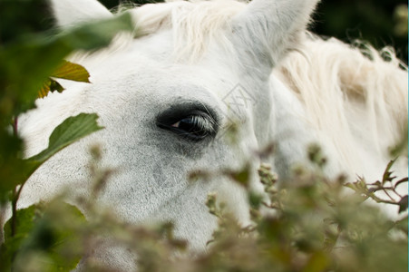 牧场一匹灰色的马在灌木丛中看着美丽鬃毛图片