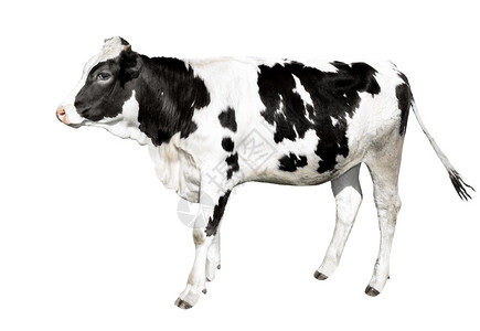 全长正面哺乳动物在白色背景上完全隔离的长在白色背景上的滑稽黑白发现可爱的奶牛站在白色背景面前农场动物长在白色背景上分离的图片