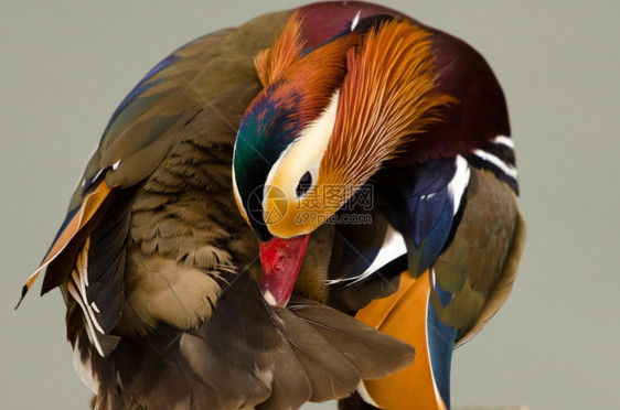 土生长的普通达林鸭养羽毛自然与世隔绝阿维斯池塘野生动物图片