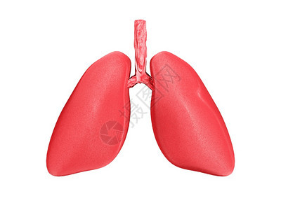 医疗的解剖学卡通片人类肺白孤立背景的呼吸系统3d传染图片