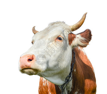 生活农业哺乳动物美丽的年轻红白小斑牛被孤立在白色的灰地上奇特的红牛被孤立在白色的黑红母牛图片