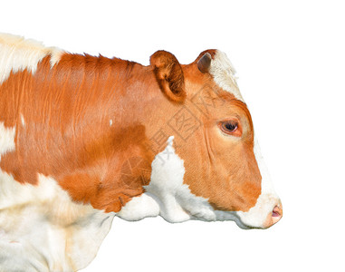 手美丽的年轻红白小斑牛被孤立在白色的灰地上奇特的红牛被孤立在白色的黑红母牛生活常设图片