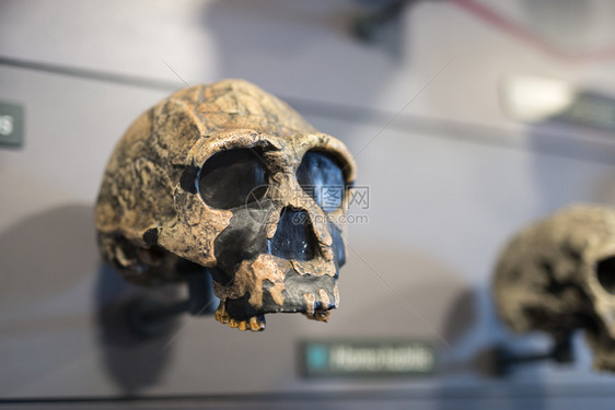 目的史前人类头骨重建史前人类头骨的重建直立人旁图片
