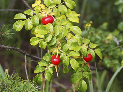 多格罗斯野玫瑰的浆果紧贴在绿叶中药物维他命树叶图片
