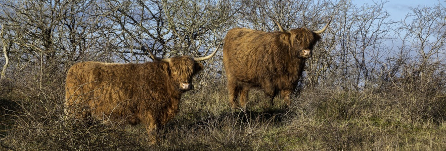 牛肉旅行苏格兰人荷沙丘上的两只高地牛冬日早晨与蓝天荷兰沙丘中的高地牛图片