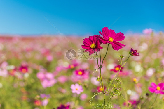 蓝天白云下美丽的花朵图片