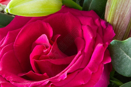 美丽的黑暗开花一朵粉红玫瑰和花以圆框的右手边为中心图片