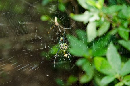 腿蜘蛛尼菲拉克瓦塔金丝织的男女尼菲拉克瓦塔在网上动物咬图片