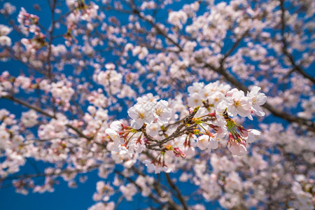 粉红樱花对抗日本蓝天盛开花的图片