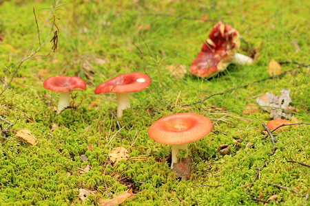 秋季森林里草地上的蘑菇图片
