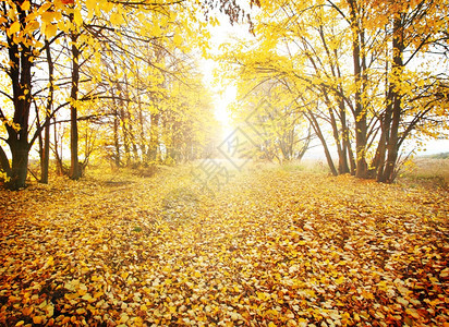 落叶满地的秋季森林图片