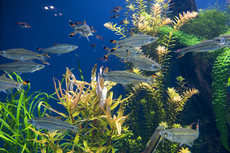 学校在水族馆游泳的鱼群野生动物公园图片