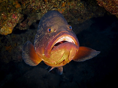 水族馆生活巨型有趣的鱼热带图片