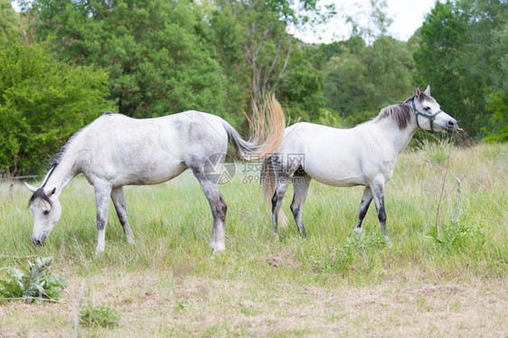 西班牙年轻马匹在草原上放牧骘年轻的和平图片