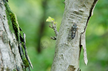 Cicada坐在树上唱歌声学翅膀害虫图片